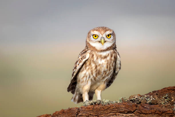 istock The little owl (Athene noctua). Colorful nature background. 1336746372