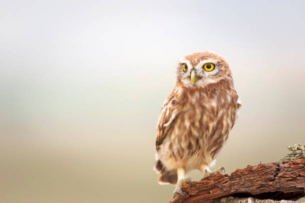 istock The little owl (Athene noctua). Colorful nature background. 1336747595