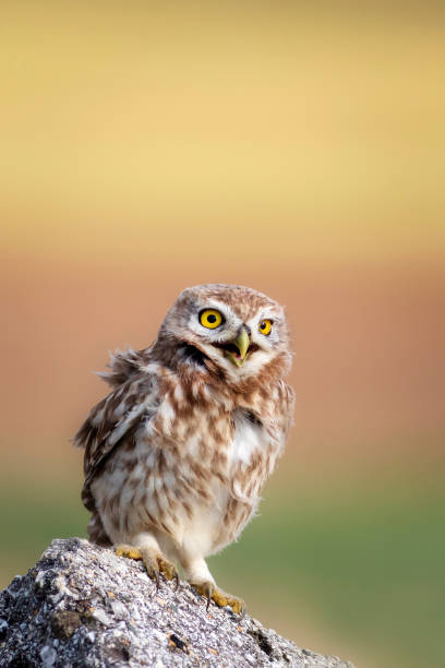 istock The little owl (Athene noctua). Colorful nature background. 1336747654