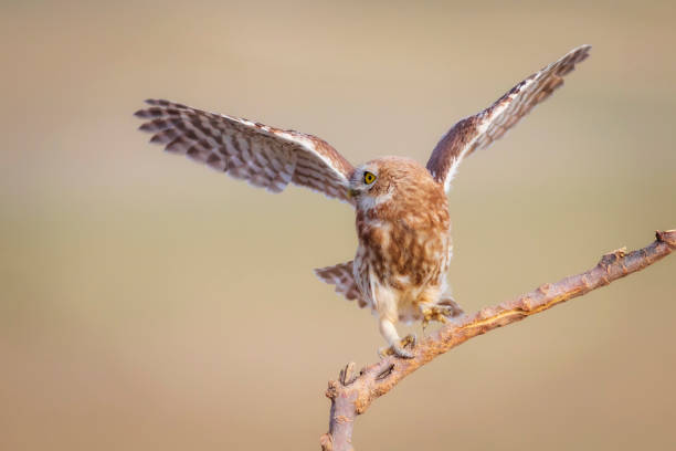 istock The little owl (Athene noctua) is flying. Colorful nature background. 1336747752