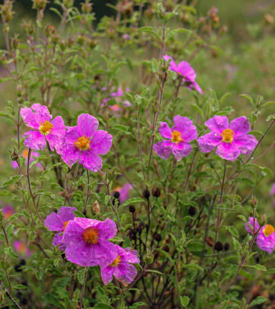 istock flowers of wild Athos rose 1336752872