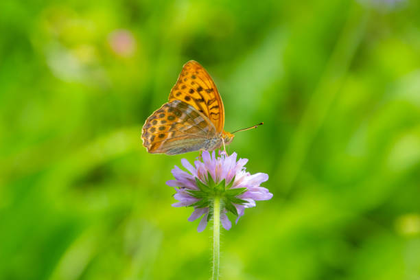 istock Silver-washed fritillary butterfly, also called Argynnis paphia or Kaisermantel 1336755490