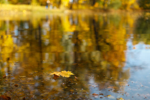 istock Yellow maple leaf fallen down into lake. Autumnal landscape on blurred background. 1336755661