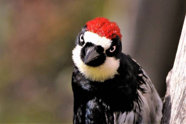 Intense Bright Eyed Acorn Woodpecker Stares into the Camera An acorn woodpecker with a brilliant red top looks into the camera with an intense expression. woodpecker stock pictures, royalty-free photos & images