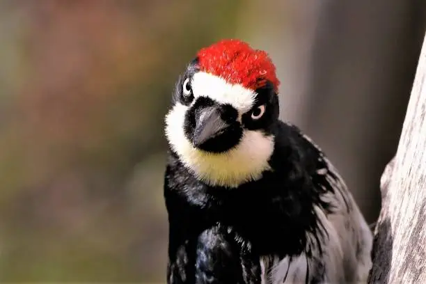 An acorn woodpecker with a brilliant red top looks into the camera with an intense expression.