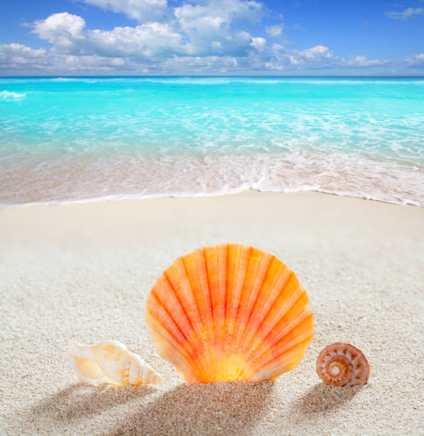 istock beach sand shell tropical perfect summer vacation 1336757537