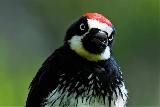 istock An Acorn Woodpecker Looks into the Camera 1336757717