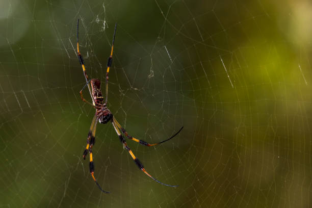 istock Golden Silk Orb Weaver Spider 1336764625