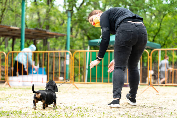 przewodnik trenuje posłusznego zwierzaka do występu na wystawie - exhibition of dog zdjęcia i obrazy z banku zdjęć