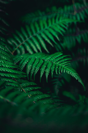Well-framed shot of a beautiful fern in its natural environment deep in a pristine forest of New Zealand. Likely never seen or touched by any human other than the photographer.