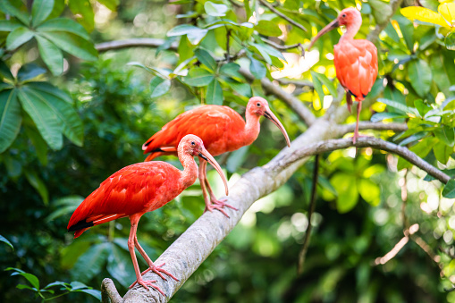 Beautiful red Scarlet Ibis`s standing on a tree branch.