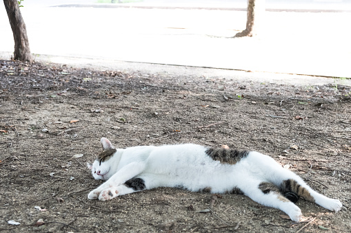 A cat that sleeps soundly in the park