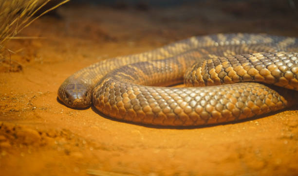 A Viper Snake curled up on the desert floor A deadly Viper Snake rests on a sandy desert floor. desert snake stock pictures, royalty-free photos & images