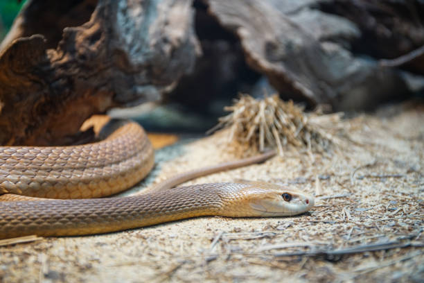 istock A deadly Australian snake on a sandy forest floor 1336784784