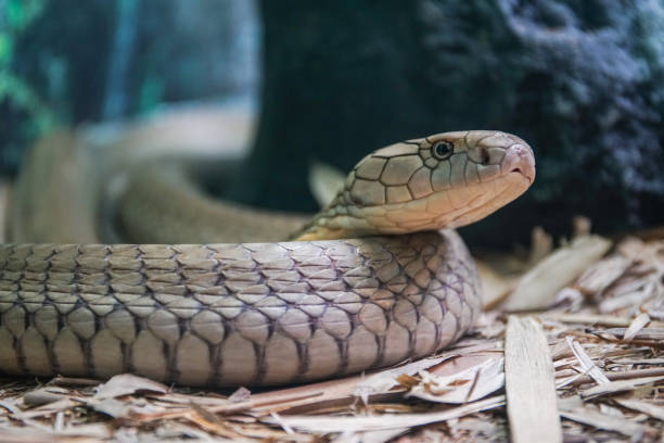 istock A King Cobra snake keeps an eye open for prey 1336784786