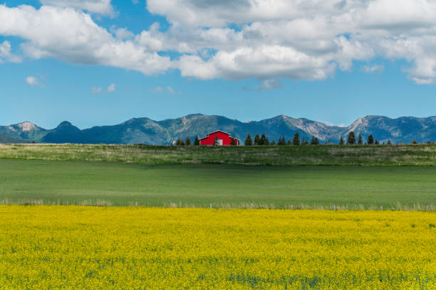 Typical Red barn on the hill in front of high Montana mountains and yellow field flowers as foreground stock photo