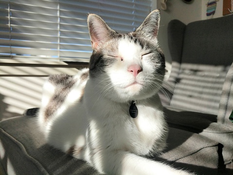 A white and brown cat meditating in a sunbeam