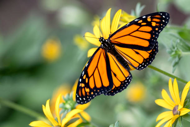 monarca su un fiore di susan dagli occhi neri - susan foto e immagini stock