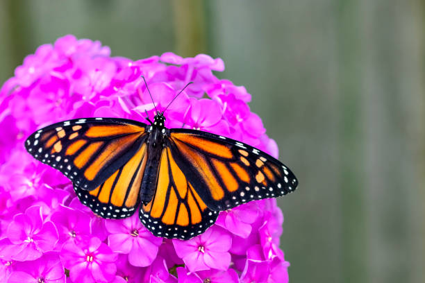 Close up of a female monarch on garden phlox