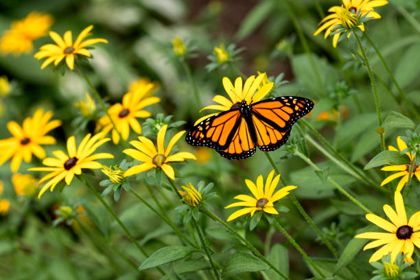 Male Monarch Butterfly on Rudbeckia Newly emerged male monarch on Black-eyed Susans butterfly stock pictures, royalty-free photos & images