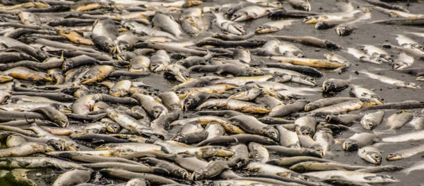 August 27, 2021, Valdez, Alaska. Salmon, in the thousands, have made their way to their spawning grounds. These fish fought to the very last breath of their life to do what they were intended to do.  It is quite a sight to see thousand of fish fighting, even to their demise, I to get to the place of their birth.
