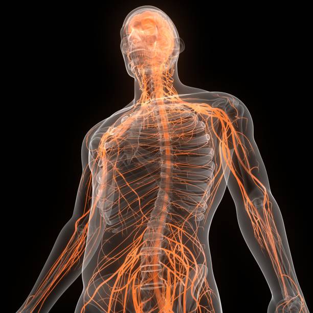 istock Central Organ of Human Nervous System Brain Anatomy 1336795315