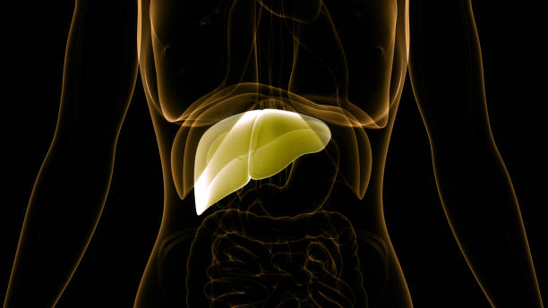 istock Human Internal Digestive Organ Liver Anatomy 1336795336