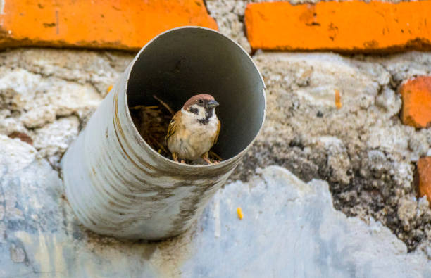 птенцы воробьев (евразийский древесный воробей) - tree sparrow стоковые фото и изображения