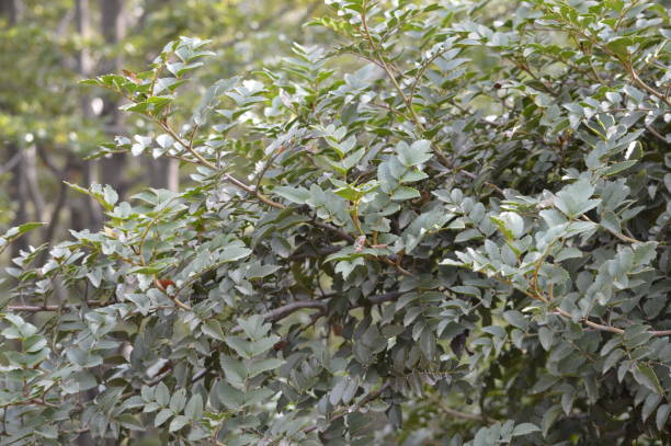 istock Hazel in Radal Siete Tazas National Park 1336800672