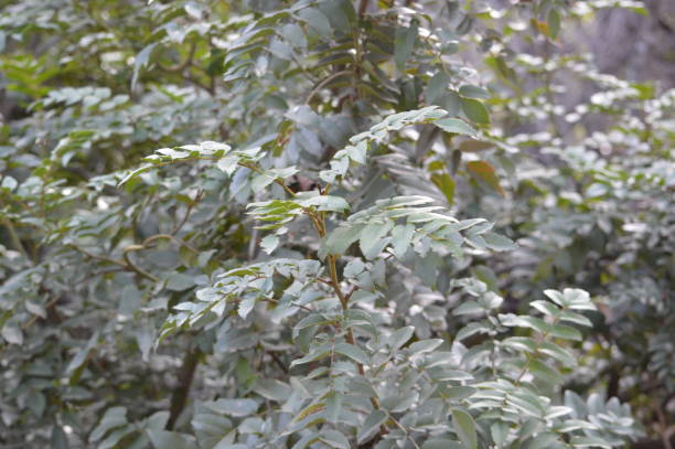 Hazel in Radal Siete Tazas National Park