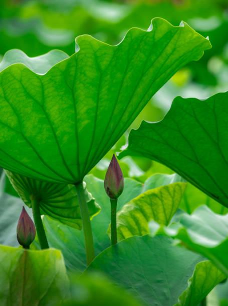 여름 연못 연꽃 잎과 연꽃 클로즈업 - lotus leaf 뉴스 사진 이미지