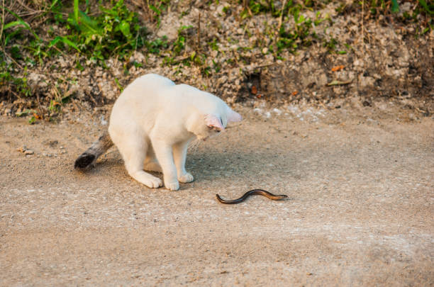 Curios White Cat on Dirt Road Looking at the Grass Snake