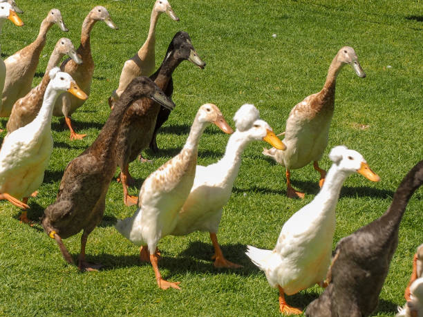 istock Indian runner duck at Vergenoegd winery 1336806160