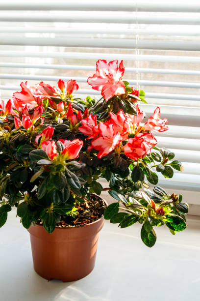 istock Blooming pink azalea in flower pot on windowsill 1336806409