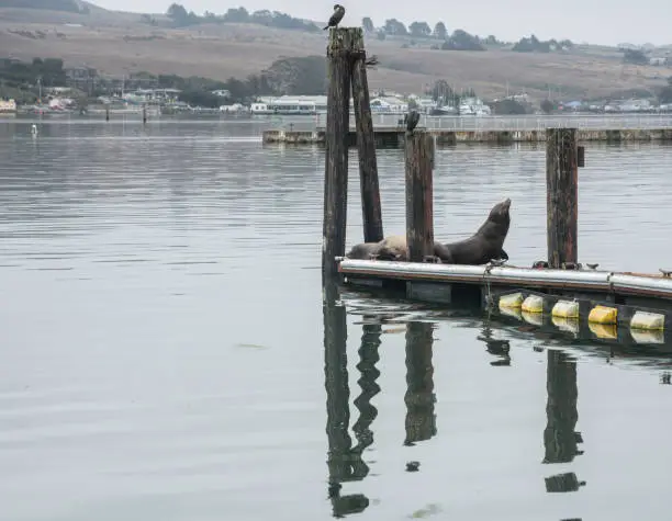 Photo of Dramatic image of seals on a pier in Bodega Bay, California with calm waters reflecting.