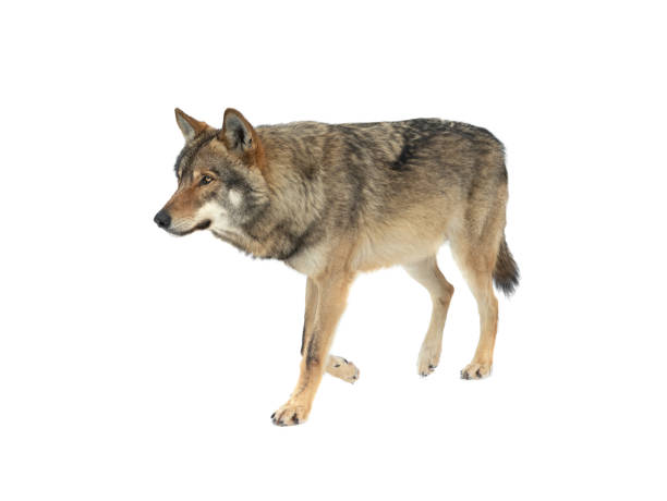 istock walking wolf in the snow isolated on white background 1336809730