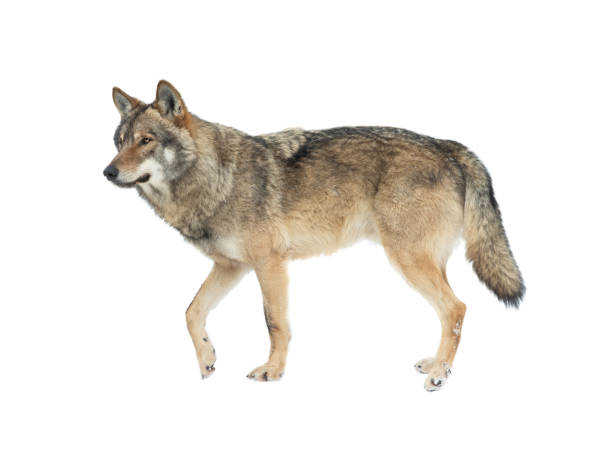 istock walking wolf in the snow isolated on white background 1336809732