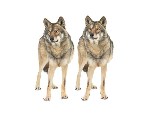 istock Two Gray wolf stands on the snow isolated on white background 1336809734