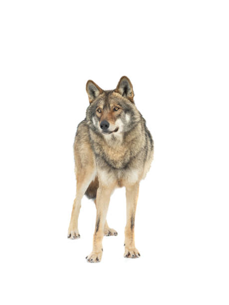 istock Gray wolf stands on the snow isolated on white background 1336809740