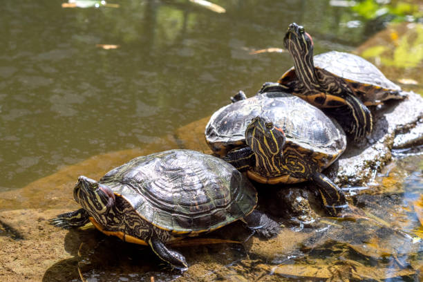 istock Three turtles lie on shore near water 1336809881