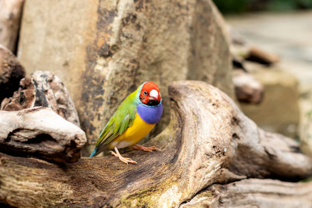 o passarinho gouldiano ou erythrura gouldiae pequeno pássaro colorido sentado em um outdors de árvore - gouldian finch - fotografias e filmes do acervo