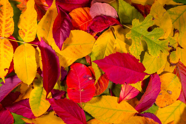 istock red autumn dry leaves natural background 1336810054