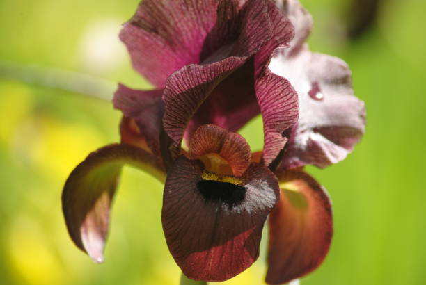 istock Flora. Black Iris. Blooming Flowers. Beautiful flowers 1336811068