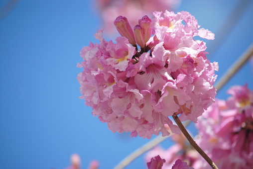 Trompeta rosa (Handroanthus impetiginosus). Tabebuia rosea es un árbol neotropical de flor rosa en el parque. photo