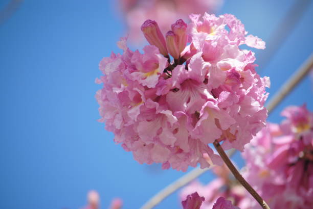 Pink trumpet tree (Handroanthus impetiginosus). Tabebuia rosea is a Pink Flower neotropical tree in the park. Pink trumpet tree (Handroanthus impetiginosus). Tabebuia rosea is a Pink Flower neotropical tree in the park. Blooming in spring season. pink flowering dogwood stock pictures, royalty-free photos & images