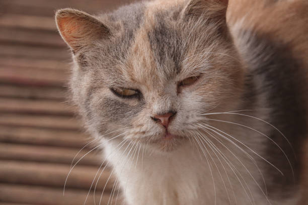 istock Sleepy Diluted Calico Cat 1336811098
