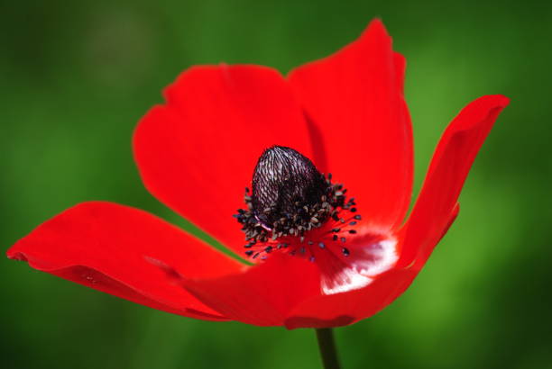 Anemone coronaria , beautiful red spring wild-growing flowers blooms in spring