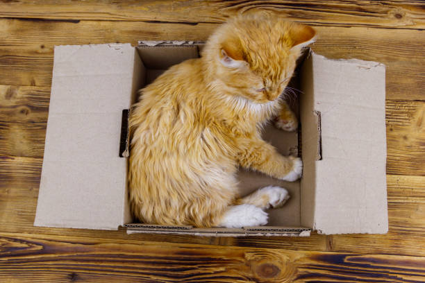 istock Ginger cat in cardboard box on wooden background 1336811961