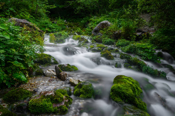 Hidden River Deep in the Forest, Freshwater Streaming Between Stones Covered With Wet Moss, Long Exposure Shot