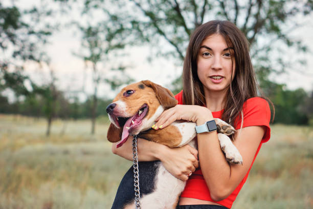 istock Young woman holds dog beagle 1336815320